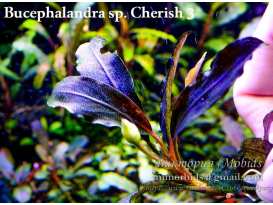 Буцефаландра Bucephalandra sp. Cherish 3