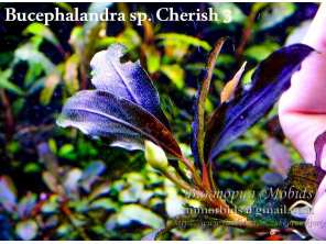 Буцефаландра Bucephalandra sp. Cherish 3