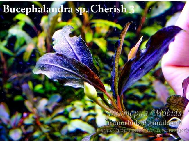 Буцефаландра Bucephalandra sp. Cherish 3