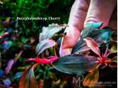 Буцефаландра Bucephalandra sp. Cherry