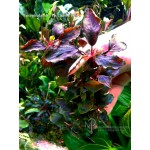 Bucephalandra sp. Cherry Red Bucephalandra sp. Cherry Red