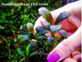 Буцефаландра Bucephalandra sp. Chili Green