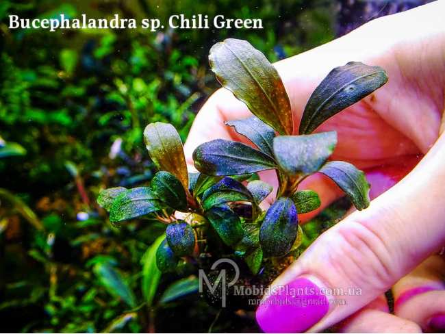 Буцефаландра Bucephalandra sp. Chili Green