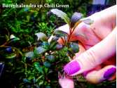 Буцефаландра Bucephalandra sp. Chili Green