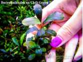 Буцефаландра Bucephalandra sp. Chili Green