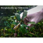 Буцефаландра Bucephalandra sp. Chili Green Буцефаландра Bucephalandra sp. Chili Green
