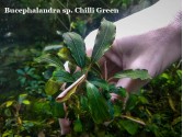 Буцефаландра Bucephalandra sp. Chili Green