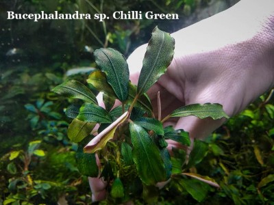 Буцефаландра Bucephalandra sp. Chili Green