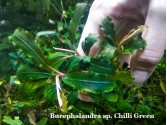 Буцефаландра Bucephalandra sp. Chili Green