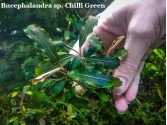 Буцефаландра Bucephalandra sp. Chili Green