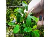 Буцефаландра Bucephalandra sp. Ciprys