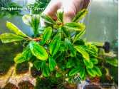 Буцефаландра Bucephalandra sp. Ciprys