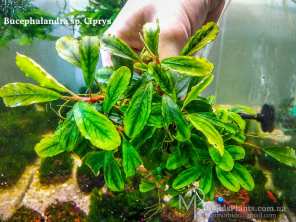 Буцефаландра Bucephalandra sp. Ciprys