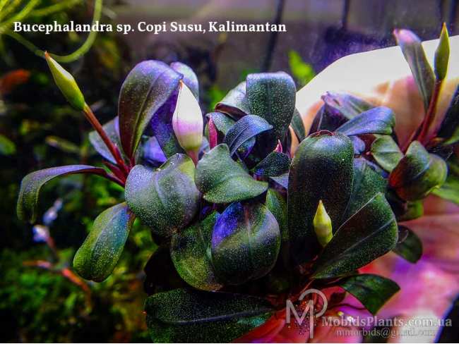 Буцефаландра Bucephalandra sp. Copi Susu, Kalimantan