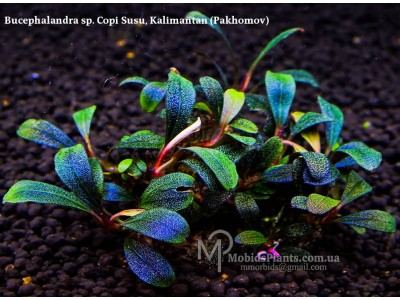 Буцефаландра Bucephalandra sp. Copi Susu, Kalimantan (от Пахомова)