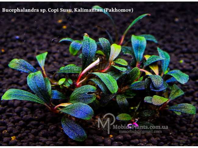 Буцефаландра Bucephalandra sp. Copi Susu, Kalimantan (від Пахомова)