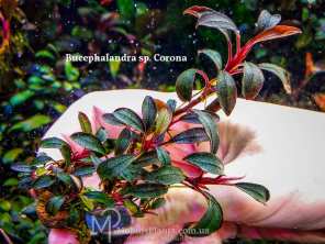 Буцефаландра Bucephalandra sp. Corona