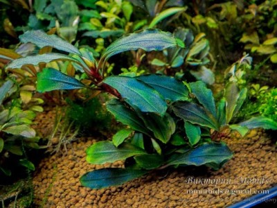 Буцефаландра Bucephalandra sp. Crimson