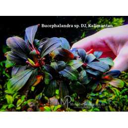 Bucephalandra