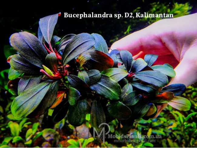 Буцефаландра Bucephalandra sp. D2, Kalimantan