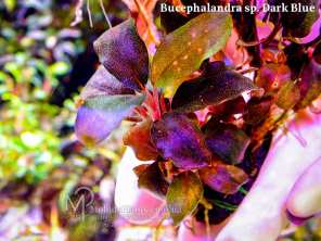 Bucephalandra sp. Dark Blue