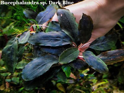 Буцефаландра Bucephalandra sp. Dark Blue