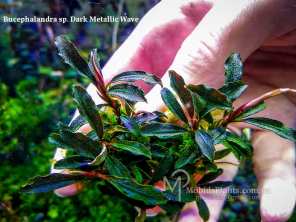 Буцефаландра Bucephalandra sp. Dark Metallic Wave