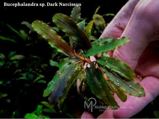 Буцефаландра Bucephalandra sp. Dark Narcissus