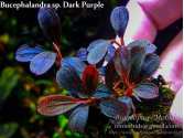 Буцефаландра Bucephalandra sp. Dark Purple