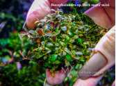 Буцефаландра Bucephalandra sp. Dark super mini