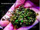 Буцефаландра Bucephalandra sp. Dark super mini