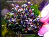 Буцефаландра Bucephalandra sp. Dark super mini