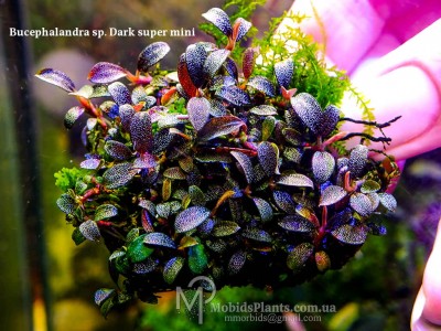 Буцефаландра Bucephalandra sp. Dark super mini Буцефаландра Bucephalandra sp. Dark super mini