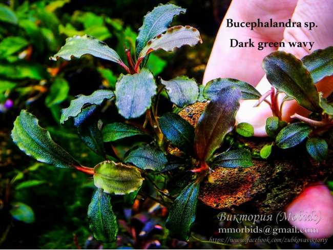 Буцефаландра Bucephalandra sp. Dark green wavy