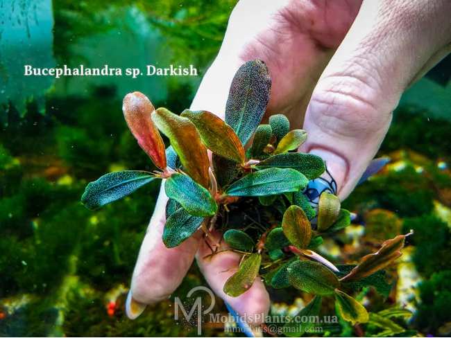 Буцефаландра Bucephalandra sp. Darkish