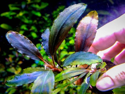 Буцефаландра Bucephalandra sp. "Deep Purple" Kapuas