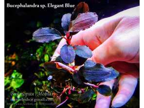 Буцефаландра Bucephalandra sp. Elegant Blue