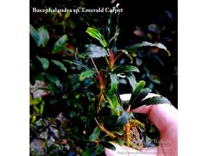 Буцефаландра Bucephalandra sp. Emerald Carpet