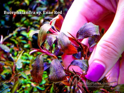 Буцефаландра Bucephalandra sp. Enae Red