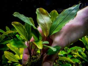 Буцефаландра Bucephalandra sp. Entikong