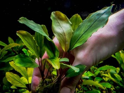 Буцефаландра Bucephalandra sp. Entikong