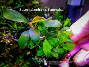 Буцефаландра Bucephalandra sp. Esmeralda