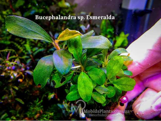 Буцефаландра Bucephalandra sp. Esmeralda