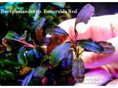 Буцефаландра Bucephalandra sp. Esmeralda Red