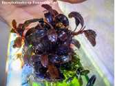 Буцефаландра Bucephalandra sp. Esmeralda Red