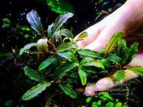 Буцефаландра Bucephalandra sp. Evny red