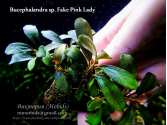 Буцефаландра Bucephalandra sp. Fake Pink Lady