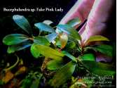 Буцефаландра Bucephalandra sp. Fake Pink Lady