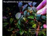 Буцефаландра Bucephalandra sp. Fake Semadang