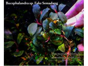 Буцефаландра Bucephalandra sp. Fake Semadang